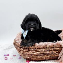 Flynn - Phantom male Bernedoodle puppy in Statesville, North Carolina from Doodle Babies