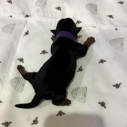 Purple - Black and tan female Yorkshire Terrier puppy in North Las Vegas, Nevada from KD's Yorkshire Terriers
