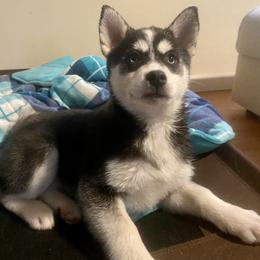 Pomsky Puppies from Periwinkle Pomskies
