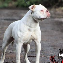 Akari - American Bulldog