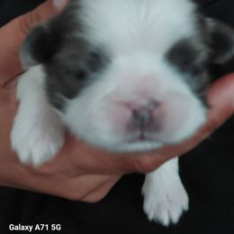 Shih Tzu Puppies from N.F.S.T Imperial ShihTzu Puppies.