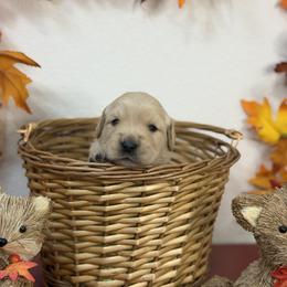Girl 1 - female Golden Retriever puppy in Overton, Nevada from Sinfully Sweet Kennel