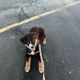 Light purple girl - Black tri-color female Australian Shepherd puppy in Hartville, Missouri from Stamper K9’s