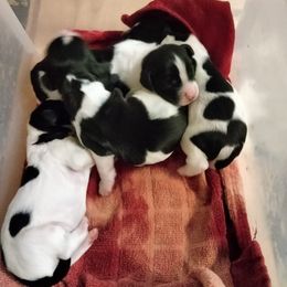 English Springer Spaniel Puppies from Blue River Kennel
