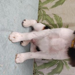 Cynder - English Springer Spaniel