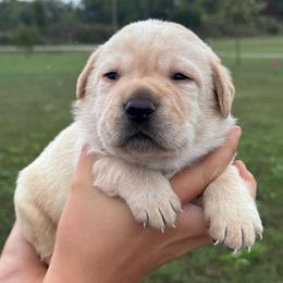 Oakley - Yellow male Labrador Retriever puppy in Garnett, Kansas from Timberland Creek Labradors