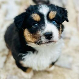 Georgie - Black tri female Miniature Australian Shepherd puppy in Luling, Texas from Little Wood Toy and Mini Aussies