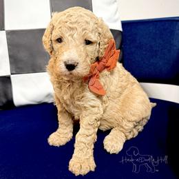 Twilight - Cream female Goldendoodle puppy in Evans, Georgia from Have-a-Doodle Hill