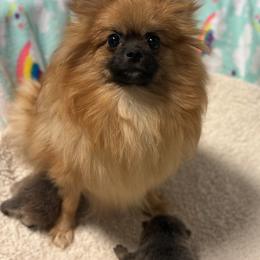 Gia - Pomeranian