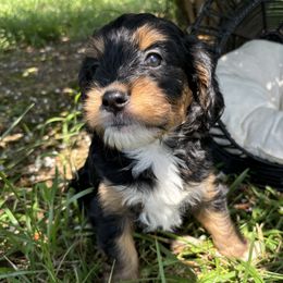 Chap - Cavapoo puppy from That’s My Puppy