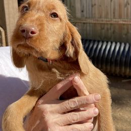 Wirehaired Vizsla Puppies from FREDA KIRTLEY