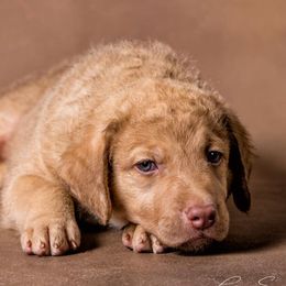 Chesapeake Bay Retrievers from Whispering Oak Chesapeakes