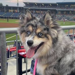 Patsy  - Pomsky
