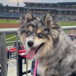 Patsy  - Pomsky