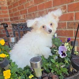 Gianni Long Star Angel - White male Chinese Crested puppy in Amarillo, Texas from Victoria's Chinese Cresteds Long Star Angels