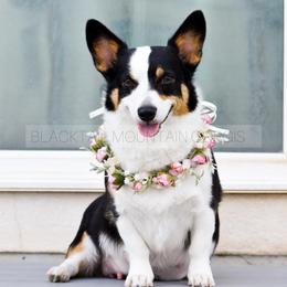 Kya - Black and tan female Pembroke Welsh Corgi puppy in Santaquin, Utah from Blacktail Mountain Corgis