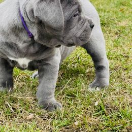 Cane Corso Puppies from Virtue Cane Corso