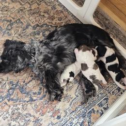 Cockapoo puppies from Jam's Doodles And Poodles