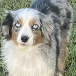 Miniature Australian Shepherd Puppies from Diamond R Aussies