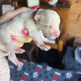 Donald Duck - White male Miniature Schnauzer puppy in Elk Grove, California from Meuser's Miniature Schnauzers