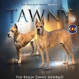 Great Dane puppies from Top Brackett Danes