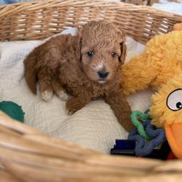 Cider - Brown male Maltipoo puppy in South Jordan, Utah from Ollie-Pop Paws Breeding