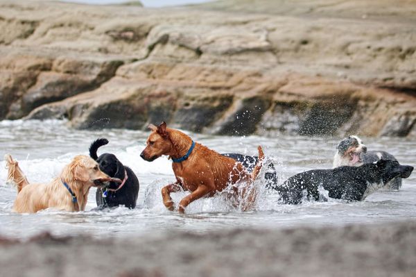 Find Companion Cross puppies for sale near Cheektowaga, NY