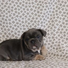 Charlie - Blue male French Bulldog puppy in Manchester, Michigan from Small Town Frenchies