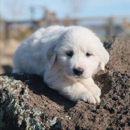 Boy 1 Red - White male Great Pyrenees puppy in Yakima, Washington from Naches Heights Ranch