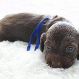 Hershey - Chocolate and tan male Dachshund puppy in Peebles, Ohio from Cave Valley Hounds