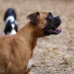 Boxers from Casa Del Legado