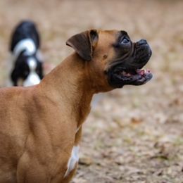 Boxers from Casa Del Legado
