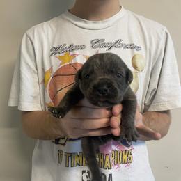 Girl 2 - Black female Cane Corso puppy in Kaufman, Texas from Phantom Corsos