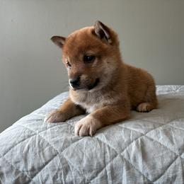 Jack - Red male Shiba Inu puppy in Monett, Missouri from Happy Tails Shiba Inus