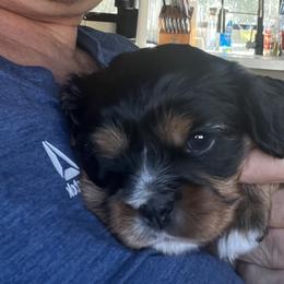 Girl 3 - Black and tan female Cavalier King Charles Spaniel puppy in Morriston, Florida from Cutesy Cavaliers