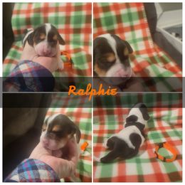 AKC Boy 1 Ralphie - Black brown and white Basset Hound puppy in Carleton, Michigan from Floppy Ears Farm