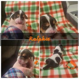 AKC Boy 1 Ralphie - Black brown and white Basset Hound puppy in Carleton, Michigan from Floppy Ears Farm