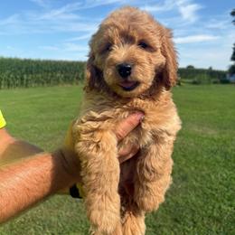 Ollie - 7759 - Apricot male Goldendoodle puppy in Wever, Iowa from JK Royal Lines