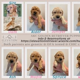 Golden Retriever puppies from Elevation Retrievers