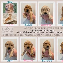 Golden Retriever puppies from Elevation Retrievers