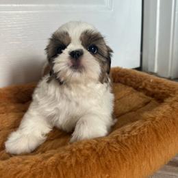 Alessandra - Gold and white female Shih Tzu puppy in California from Fairy Tails Shih Tzus CA