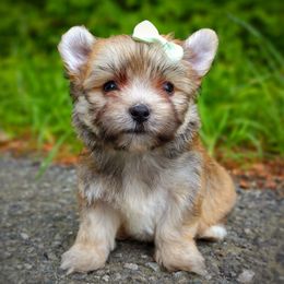 Companion Cross, Havanese, Mal-Shi, Maltese, Maltipoo, Morkie, and Shih Tzu Puppies from Seeking Shalom Acres Maltese, Maltipoos & Havamalts