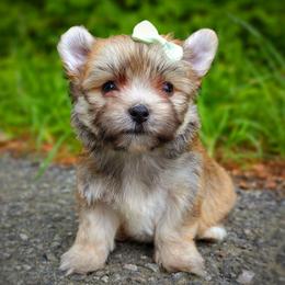 Companion Cross, Havanese, Mal-Shi, Maltese, Maltipoo, Morkie, and Shih Tzu Puppies from Seeking Shalom Acres Maltese, Maltipoos & Havamalts