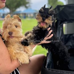 Miniature Schnauzer Puppies from Love Giver Schnauzers