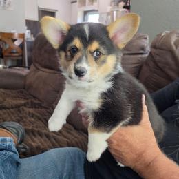 Thunder (Green) - Black and tan male Pembroke Welsh Corgi puppy in Sun City, Arizona from Dash'n Corgis of AZ