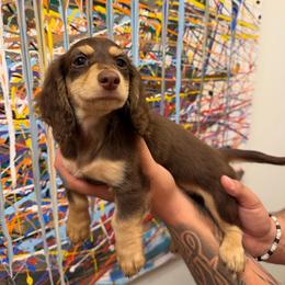 Hazel - Chocolate and cream female Dachshund puppy in Bakersfield, California from Pretty Dachshunds 661