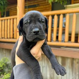 Bandit - Black male Great Dane puppy in Beulah, Michigan from Northwood Euro Danes and Bassets