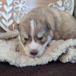 Heath - Red and white male Siberian Husky puppy in Coshocton, Ohio from Wyant Farms