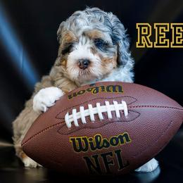 Reef - Merle male Bernedoodle puppy in Gilbert, Arizona from Safe Havynn Doodles