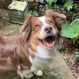 Pippi - Australian Shepherd